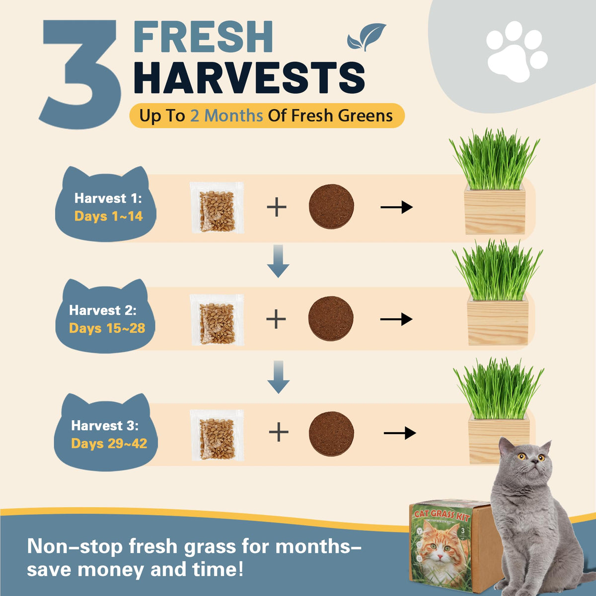 Cat Grass Growing Kit with Wooden Planter V823