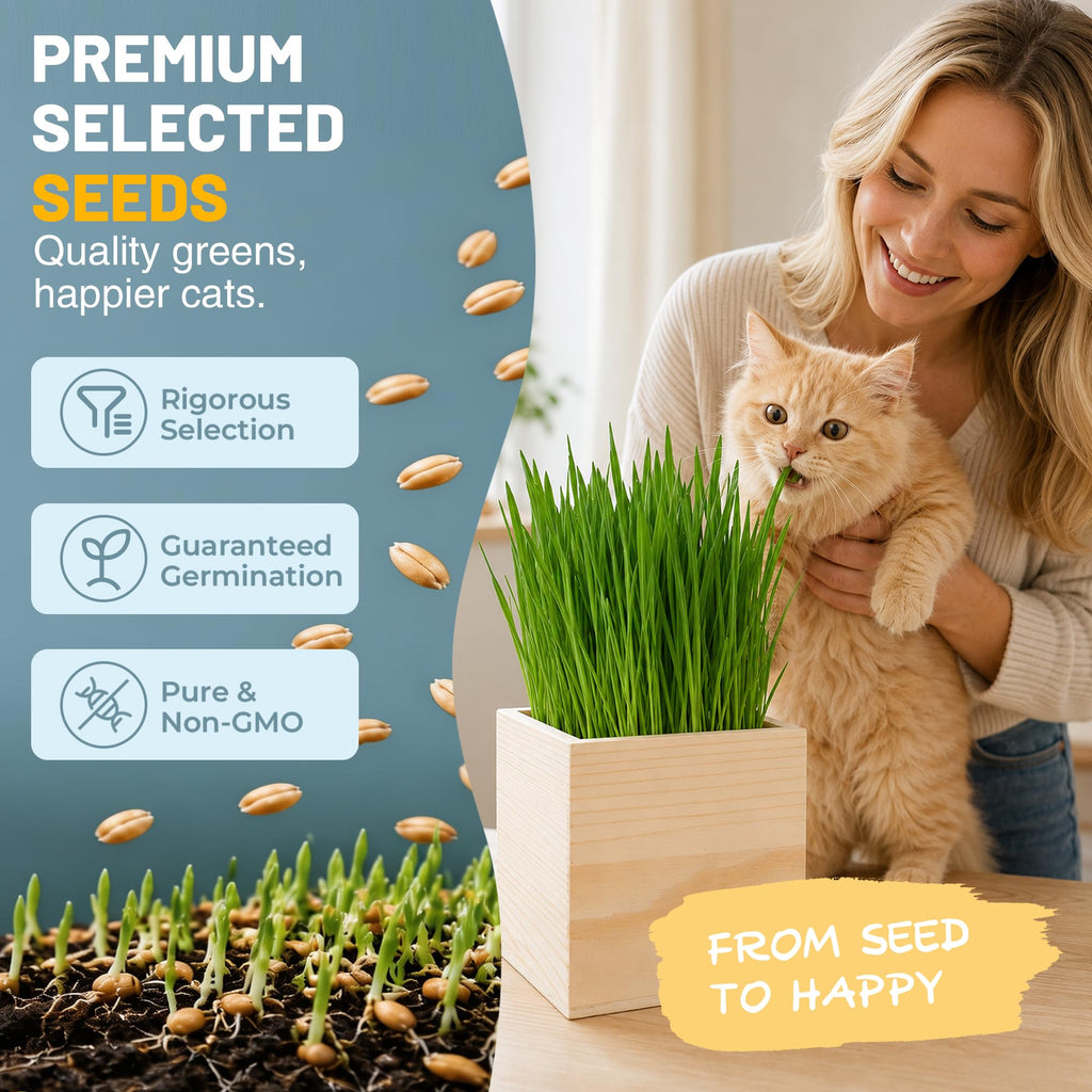 Cat Grass Growing Kit with Wooden Planter V823