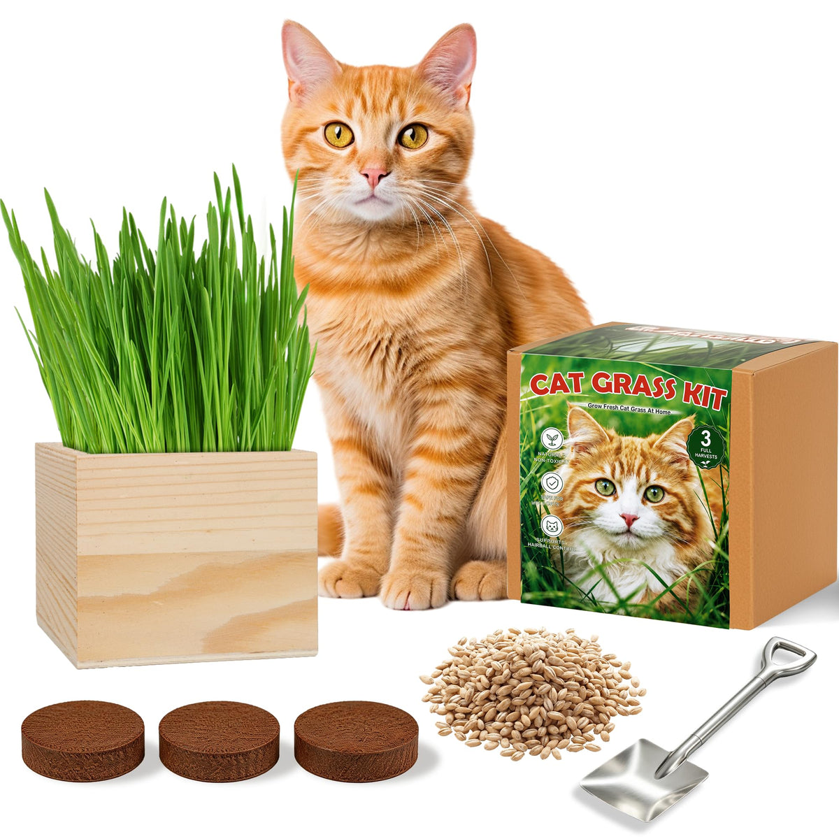 Cat Grass Growing Kit with Wooden Planter V823