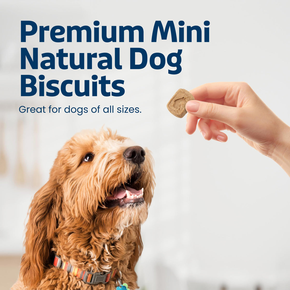 Mini Dog Biscuits O1281