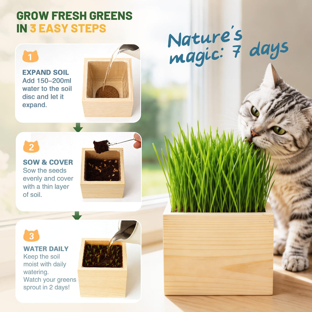 Cat Grass Growing Kit with Wooden Planter V823
