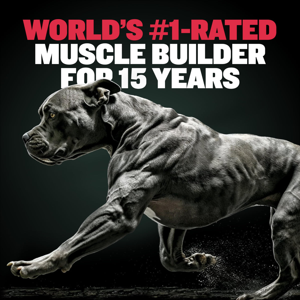 Dog Weight Gainer Chews & Muscle Builder Tablets & Liquid Muscle Builder Supplement I44147